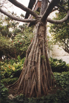 Flora 1