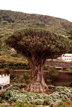 Flora 2
